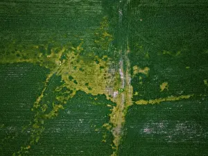 Drone Prints: Drone aerial view shows Marmara dry lake covered in green vegetation during sunset in Turkey