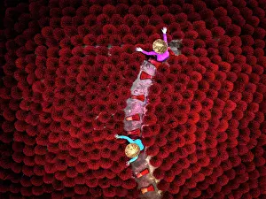 Herbs Prints: Drone view shows workers drying red incense sticks in a rural area of Vietnam during a sunny day