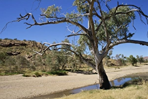 Dry bed of Todd River, Alice Springs, Northern Territory, Australia, Pacific