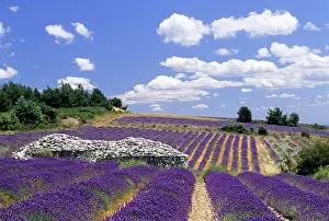 Relax Prints: Dry stone hut called borie in a lavender field