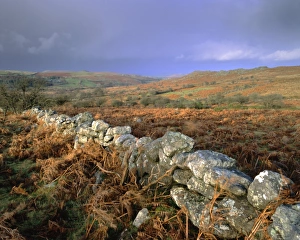 Autumnal Scene Prints: Dry stone wall, autumnal scene near Haytor, Dartmoor National Park, Devon