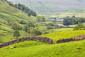 Swaledale Prints: Dry stone wall and field barns below Kisdon Hill in Swaledale