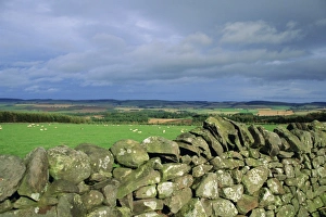 Dry stone wall near Doddington, Northumbria (Northumberland), England, UK, Europe