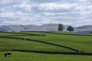 Dry stone walls, Eden Valley, Cumbria, England, United Kingdom, Europe