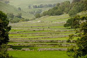 Dry-stone walls of limestone, Kettlewell, Wharfedale, Yorkshire Dales, Yorkshire, England, United Kingdom, Europe