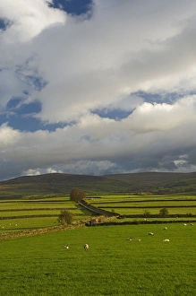 Dry stone walls below the Pennines, Eden Valley, Cumbria, England, United Kingdom, Europe
