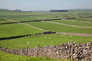 Large Group Of Animals Gallery: Dry stone walls and sheep, Litton, Derbyshire, England, United Kingdom, Europe