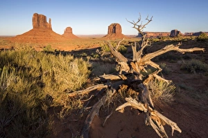 Geological Feature Prints: Dry tree and Monument Valley in the background, Navajo Tribal Park, Arizona, United