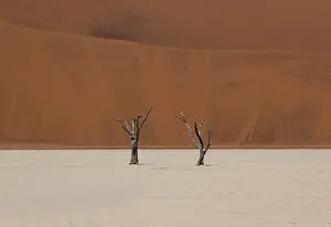 Two dry trees in Sossusvlei desert, high contrast between the red sand in the background