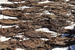 Tobacco Prints: Drying cigar leaves, Dona Elba Cigars, Granada, Nicaragua, Central America