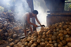 Koh Samui Prints: Drying coconuts on Koh Samui