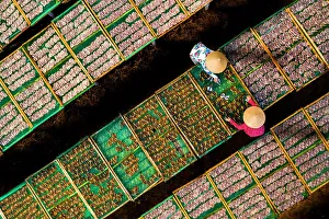 Fishermen Prints: Drying fish in Vung Tau, Vietnam, Indochina, Southeast Asia, Asia
