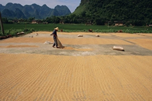 Straw Hat Prints: Drying grain near Yangshuo, China, Asia
