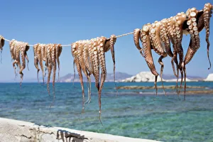 Close Up View Prints: Drying Octopus, Mandrakia, Milos, Cyclades, Aegean Sea, Greek Islands, Greece, Europe
