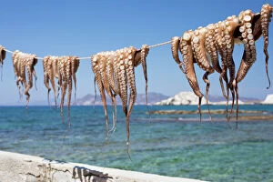 Closeup Shot Gallery: Drying Octopus, Mandrakia, Milos, Cyclades, Aegean Sea, Greek Islands, Greece, Europe