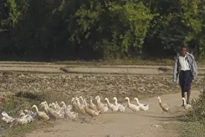 Farmer Prints: Duck farmer crossing road with ducks near Wan Sai Village (Aku tribe), Kengtung