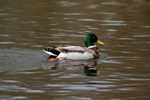 Feathered Prints: A duck on a lake in a park, United Kingdom, Europe