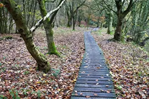 Knaresborough Prints: Duckboards near Scotton Bridge in Nidd Gorge Woods near Knaresborough