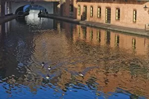 Ducks on canal, Gas Basin, Birmingham, England, United Kingdom, Europe