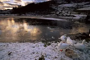 Ducks by frozen Watendlath Tarn, Lake Distrit National Park, Cumbria, England
