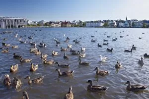 Ducks and geese on Tjornin Lake, in the center of Reykjavik, Iceland, Polar Regions