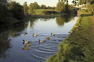 Worcestershire Collection: Ducks swimming in the Worcester and Birmingham canal, Astwood locks, Hanbury