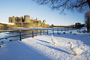 Large Group Of Animals Prints: Ducks walking in the snow, Caerphilly Castle, Caerphilly, Gwent, Wales