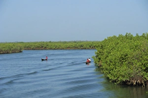 Dug out canoes on the River Gambia, Gambia, West Africa, Africa