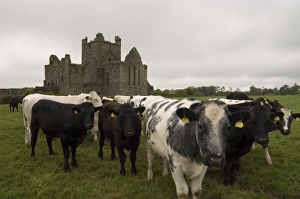 Leinster Prints: Dunbrody Abbey, Dumbrody, County Wexford, Leinster, Republic of Ireland (Eire), Europe