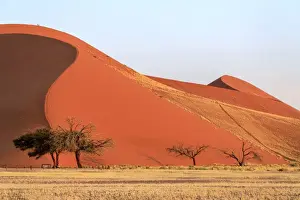 Dune 45 the star dune composed of 5 million year old sand, Sossusvlei, Namib Desert