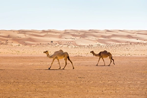 Dunes Prints: Dunes and camels in the Sharqiya Sands