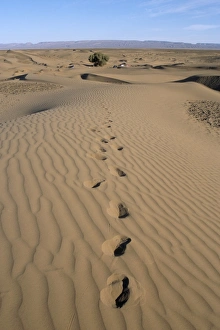 Moroccan Gallery: Dunes and camp under tree in the distance at Erg Al Hatin