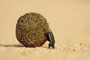Kenya Gallery: Dung beetle pushing a ball of dung