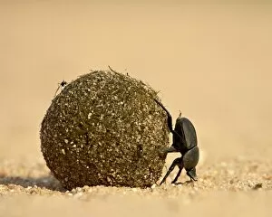 Images Dated 30th October 2006: Dung beetle rolling a dung ball