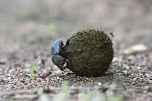 Invertebrates Prints: Dung beetle (Scarabaeidae) rolling ball it has made out of zebra dung