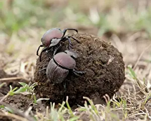 Tanzania Prints: Two dung beetles atop a ball of dung, Serengeti National Park, Tanzania