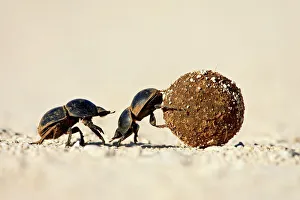 Beetle Prints: Two dung beetles rolling a dung ball, Addo Elephant National Park, South Africa, Africa