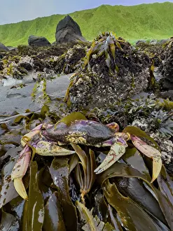 Crustacean Prints: Dungeness crab rests on kelp in Tanaga Bay
