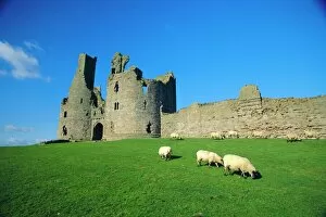 Sheep Collection: Dunstanburgh Castle, Northumbria, England, UK