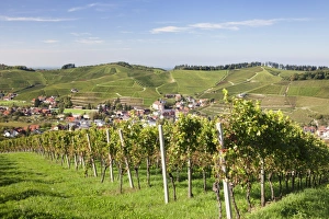 Vine Plant Prints: Durbach, Black Forest, Baden Wurttemberg, Germany, Europe