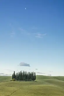 Cypress Tree Prints: Dusk frames the cypresses on the gentle green hills of Val d Orcia