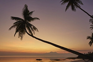 San Juan Prints: A dusk silhouette of coconut palms at Paliton beach, Siquijor, Philippines, Southeast Asia