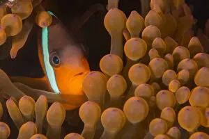 Stripe Prints: Dusky anenomefish (Amphiprion melanomas) dominant female, lives in symbiotic association