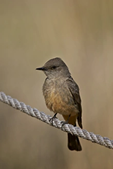 National Forest Prints: Dusky-capped flycatcher (Myiarchus tuberculifer)