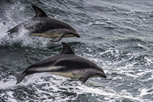 Action Prints: Dusky dolphin (Lagenorhynchus obscurus) jumping, Beagle Channel, Tierra del Fuego
