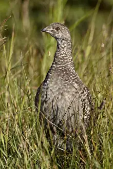 Dusky grouse (blue grouse) (Dendragapus obscurus) hen, Glacier National Park, Montana, United States of America, North America