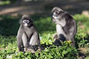 Prachuap Kiri Khan Prints: Dusky langur monkey (Trachypithecus obscurus)