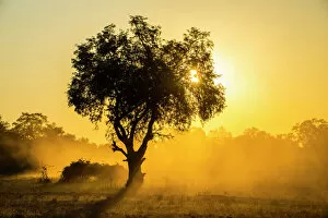 Dust Gallery: Dust in backlight at sunset, South Luangwa National Park, Zambia, Africa