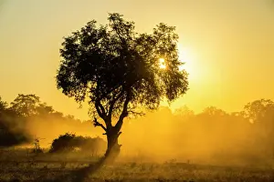 Atmosphere Prints: Dust in backlight at sunset, South Luangwa National Park, Zambia, Africa