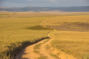 Malawi Prints: Dusty road leading through the Nyika National Park, Malawi, Africa